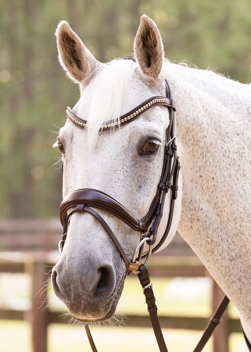 Hidden Flash! Pro-Fit Comfortable Bridle in Havana Brown or Black with –  CorrectConnect