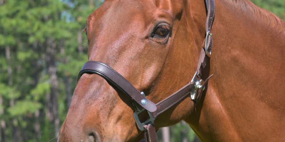 Correct Connect Correct Connect™ – Equestrian Training Aids, Tack, Reins, & Apparel ...
