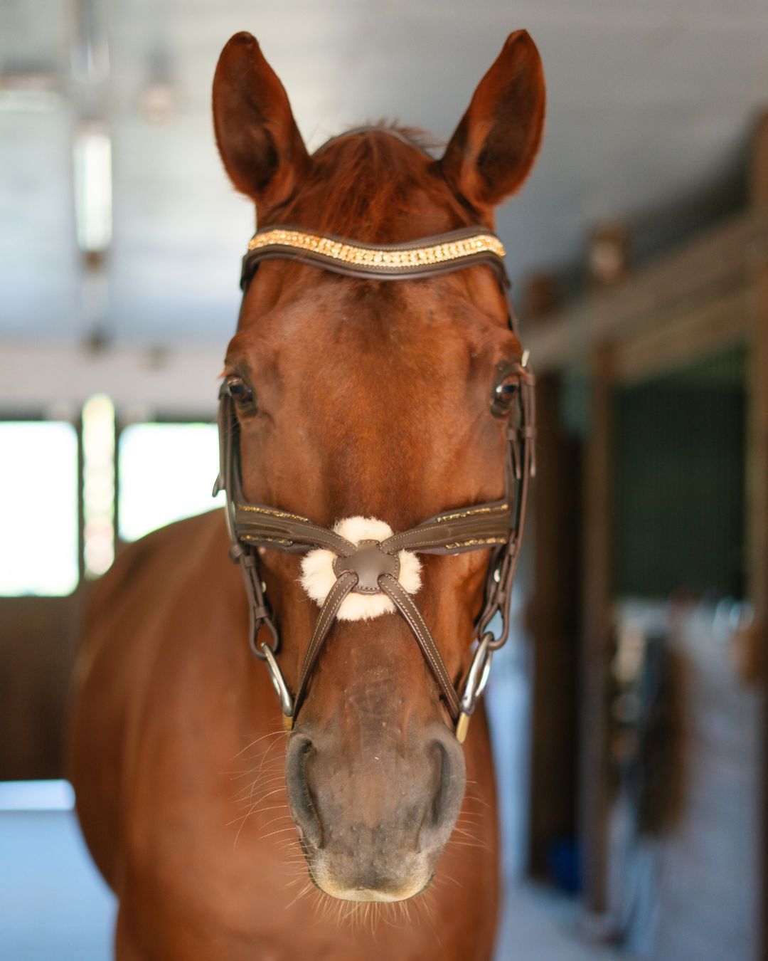 Gold Accented Figure 8 Bridle with Gold Browband