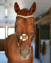Gold Accented Figure 8 Bridle with Gold Browband