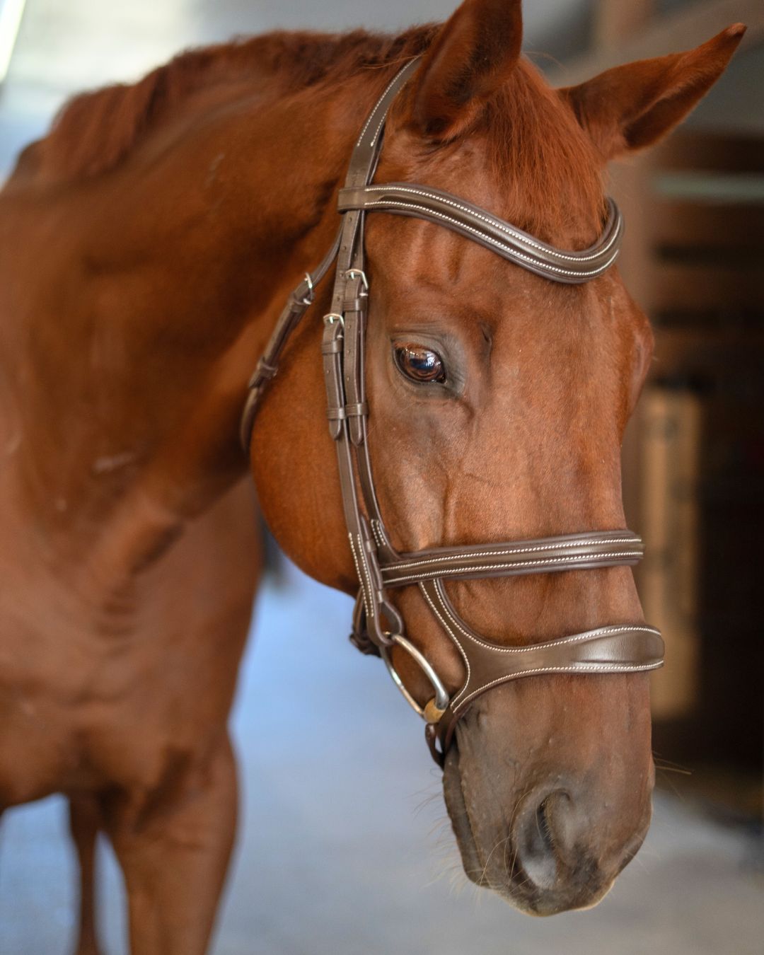 Double Noseband Bridle with White Stiching