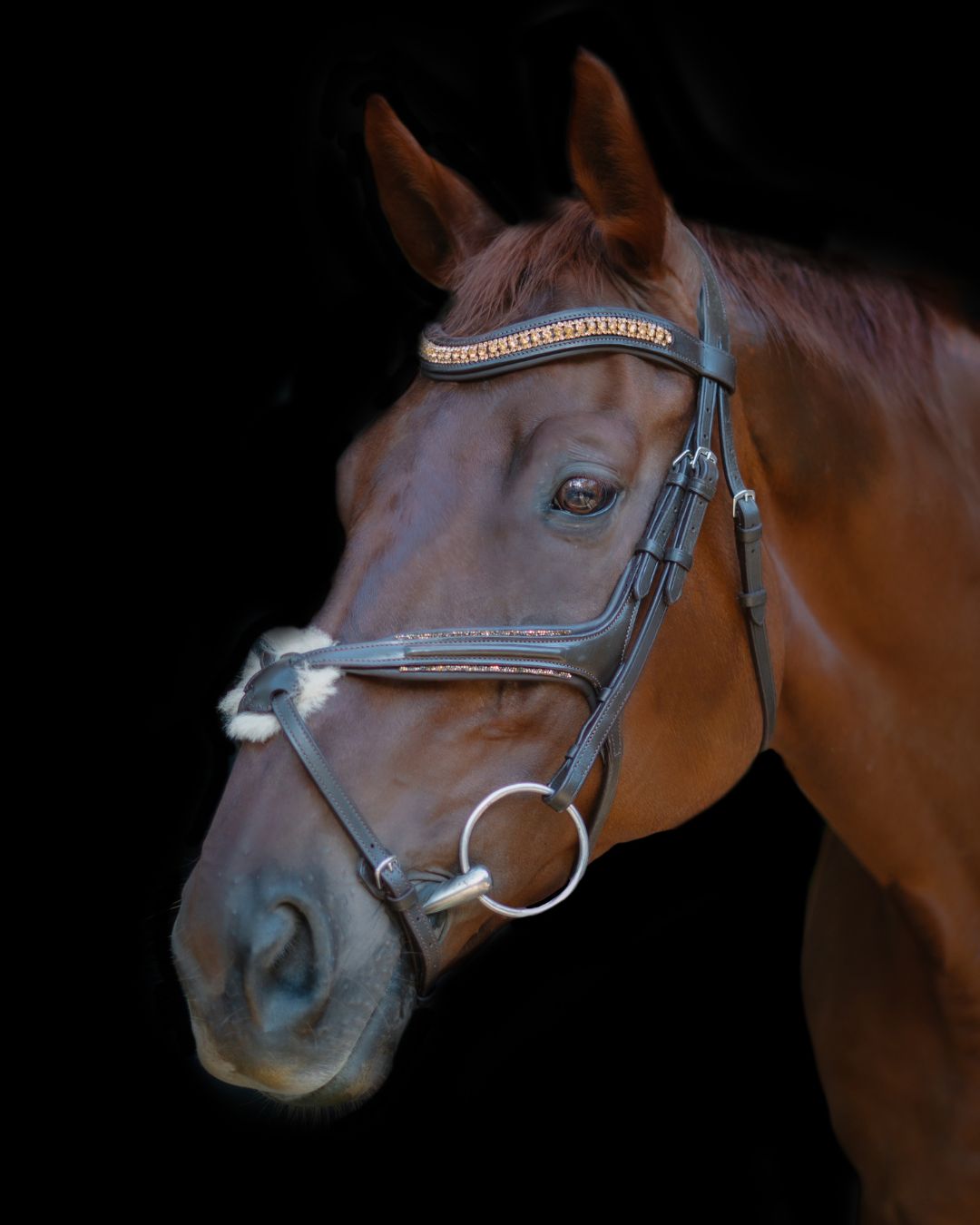 Gold Accented Figure 8 Bridle with Gold Browband