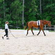 Therapeutic Equine Stretching System