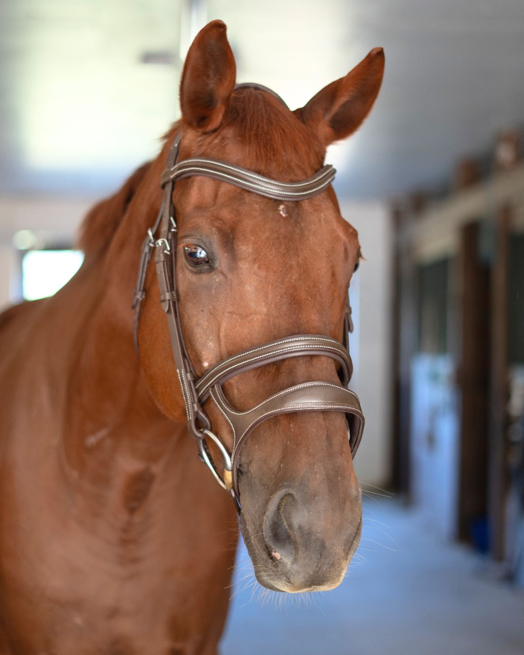 Double Noseband Bridle with White Stiching