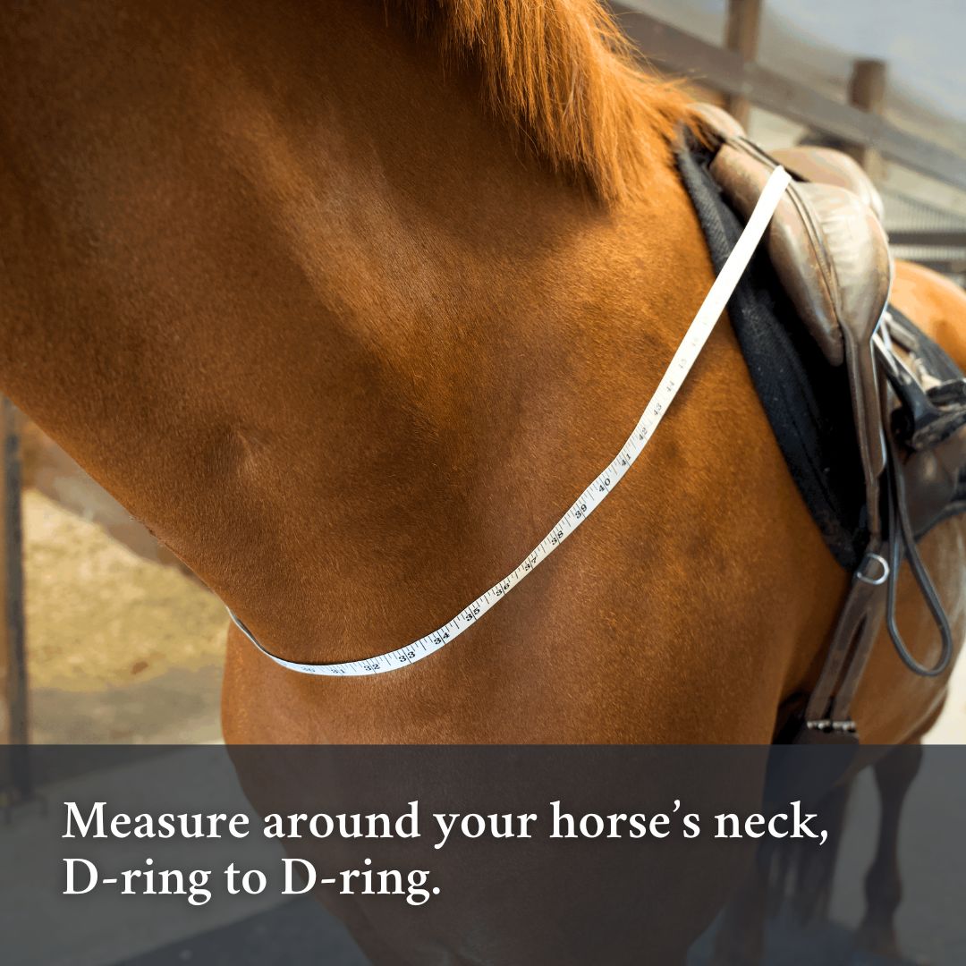 Showing how to measure for the 3-in-1 Training Breastplate correct size.