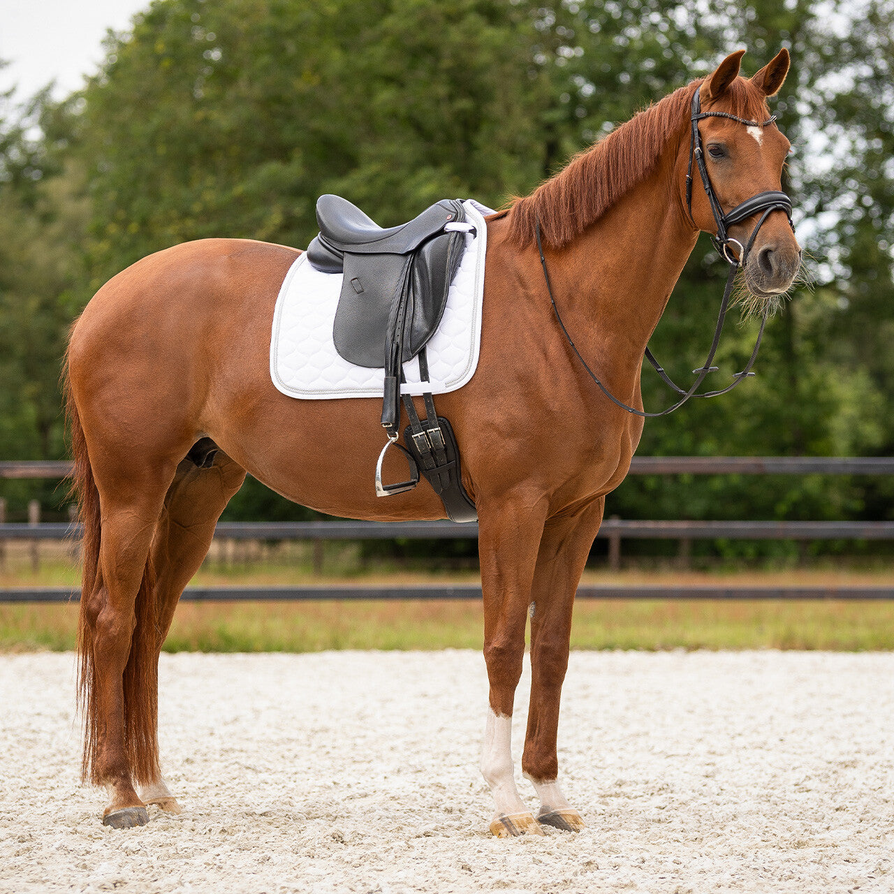Sparkle Dressage Saddle Pad by QHP
