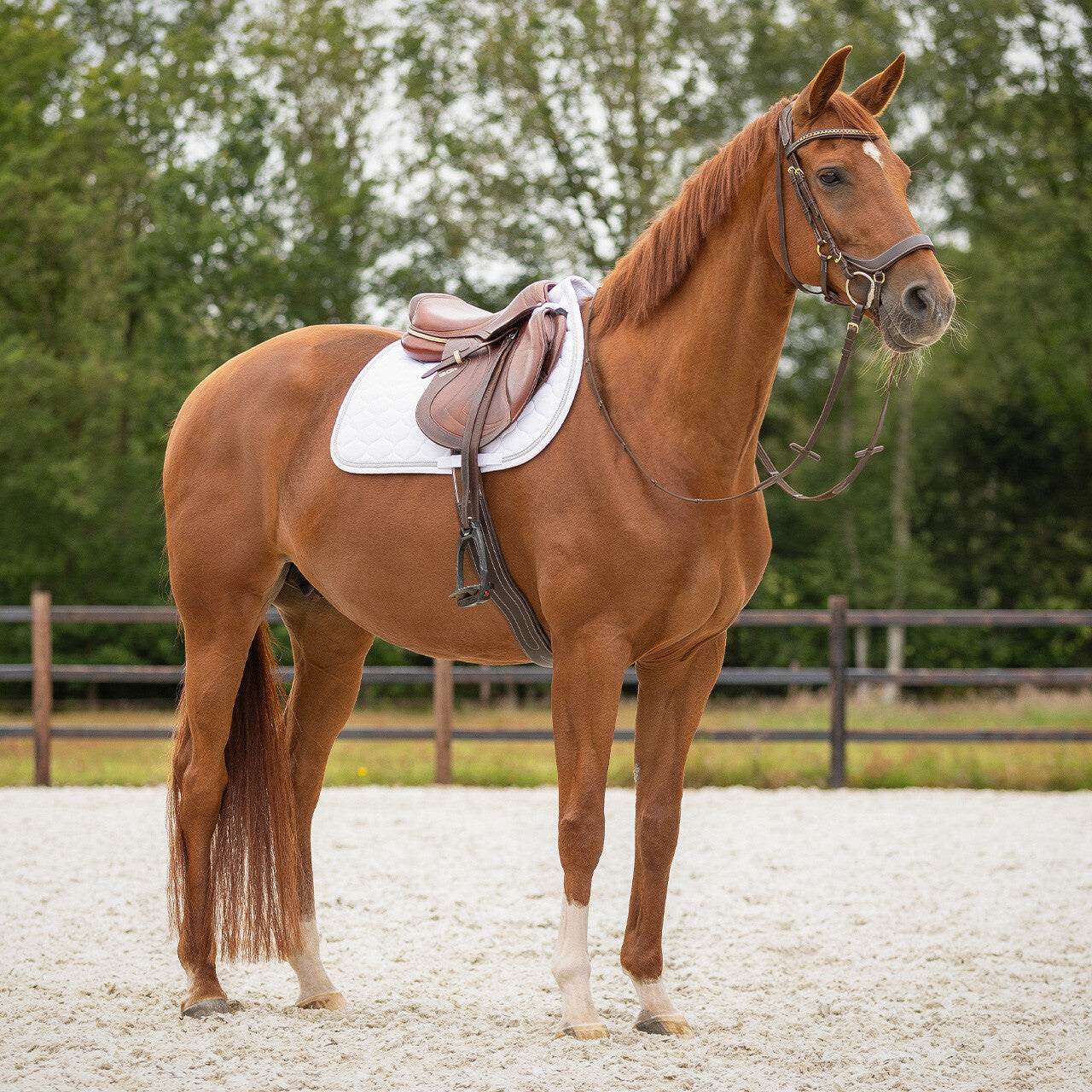 Sparkle All Purpose Saddle Pad by QHP
