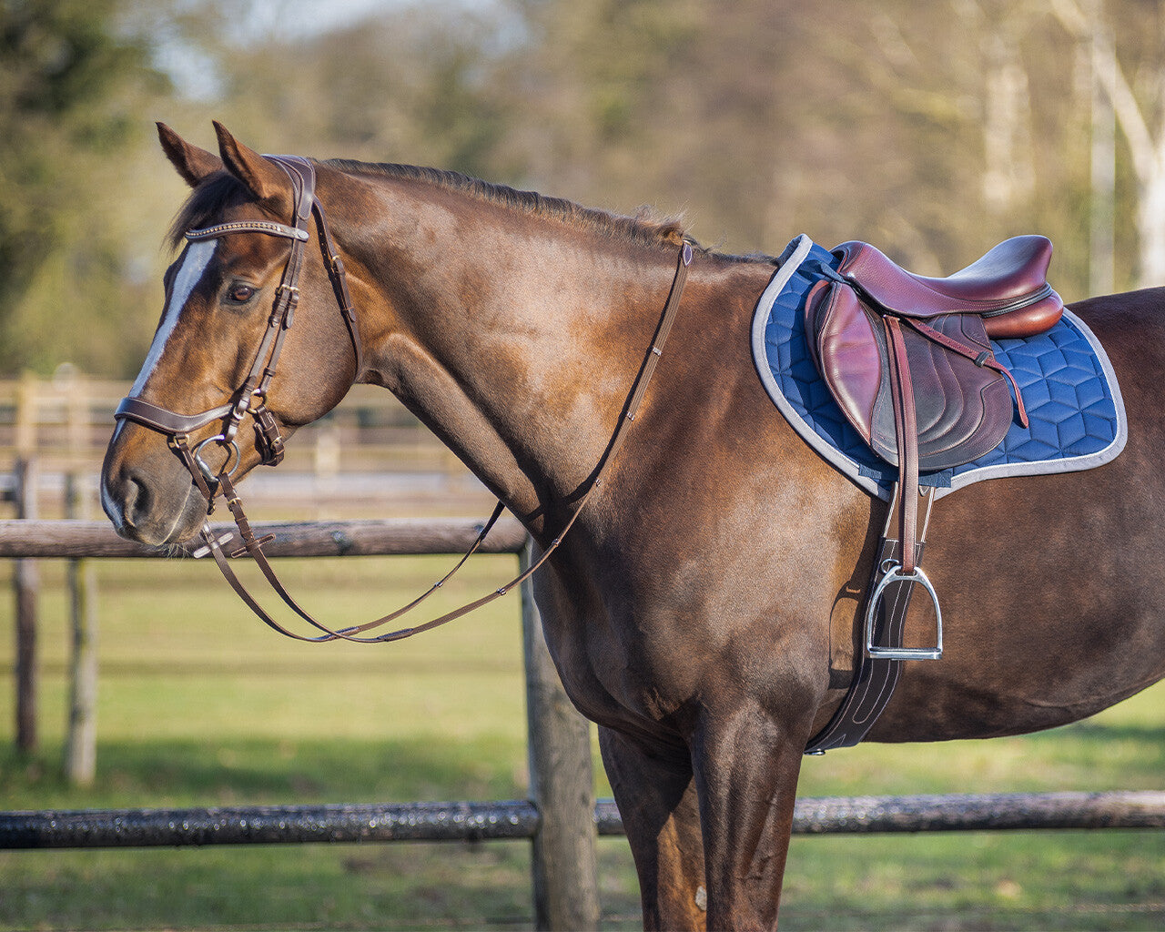 QHP Avyra Saddle Pad All Purpose
