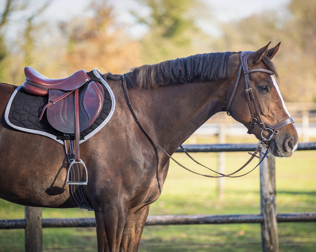 QHP Avyra Saddle Pad All Purpose