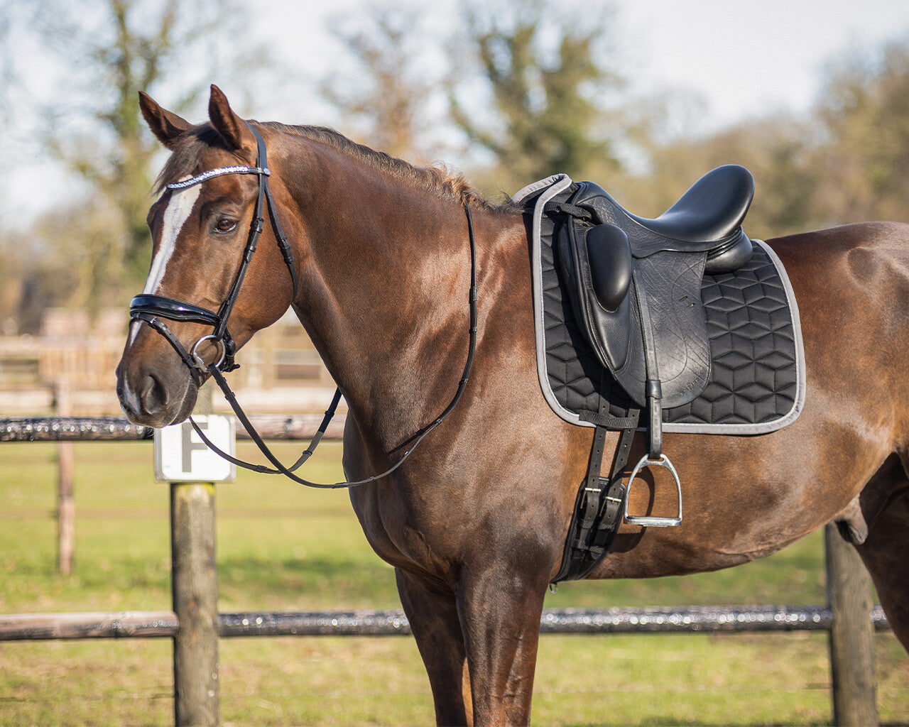 QHP Avyra Saddle Pad Dressage
