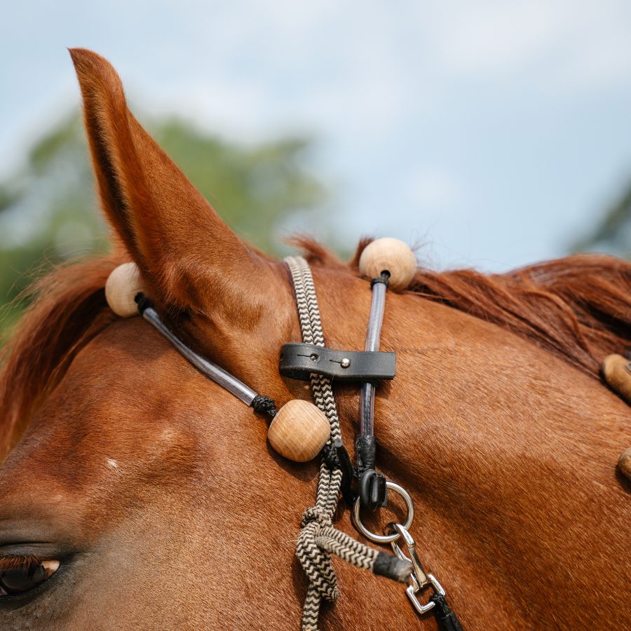 Therapeutic Equine Stretching System