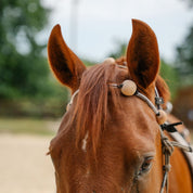 Therapeutic Equine Stretching System