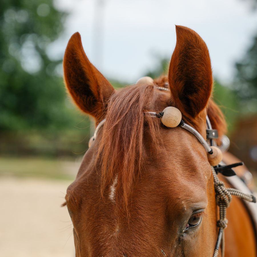 Therapeutic Equine Stretching System