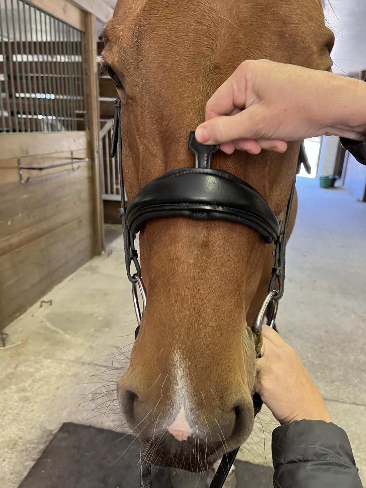 Hidden Flash!  Pro-Fit Comfortable Bridle in Havana Brown