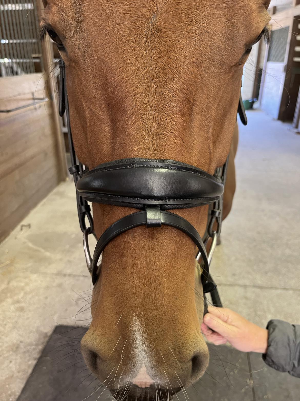 Hidden Flash!  Pro-Fit Comfortable Bridle in Havana Brown