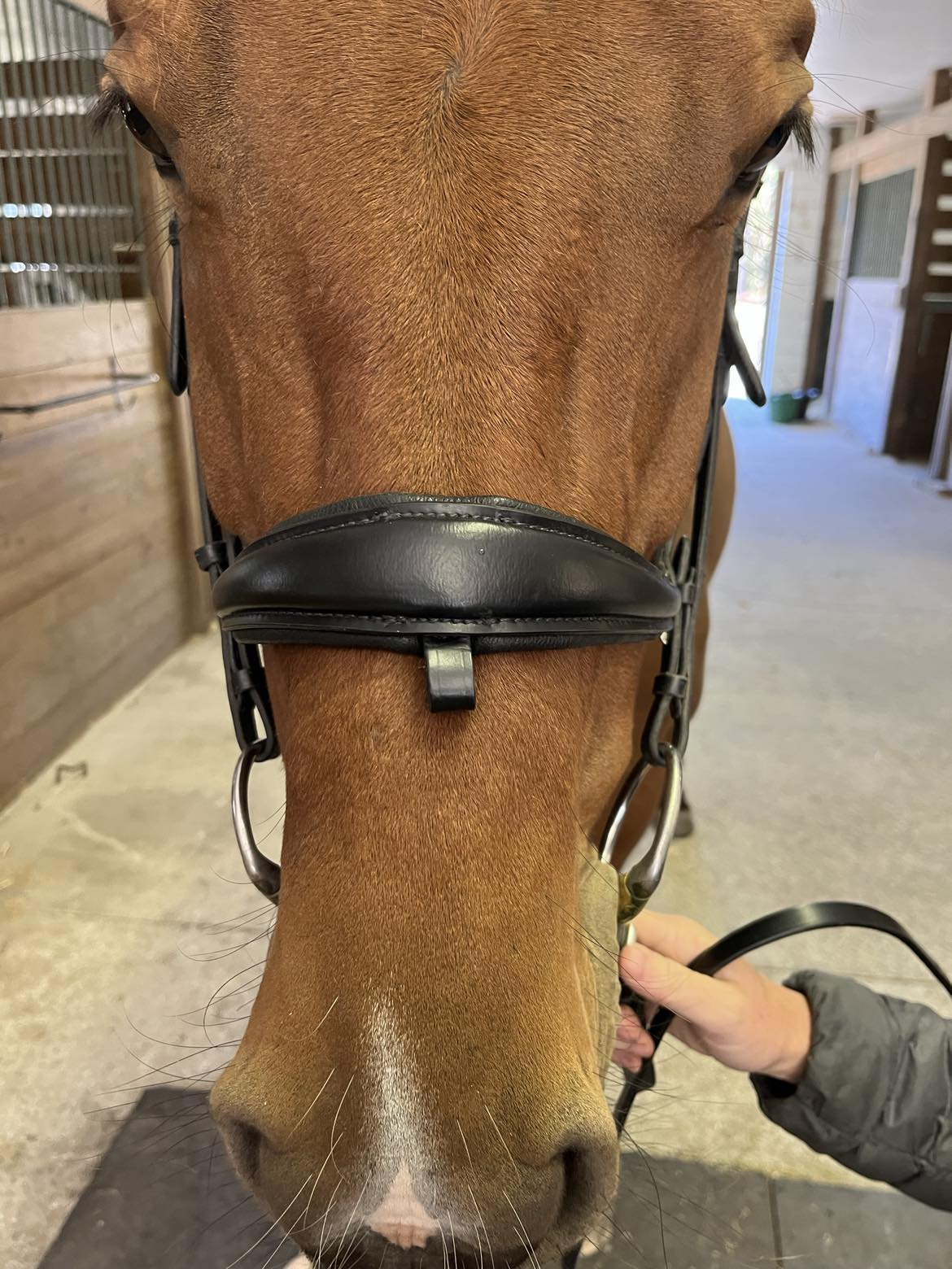 Hidden Flash!  Pro-Fit Comfortable Bridle in Havana Brown