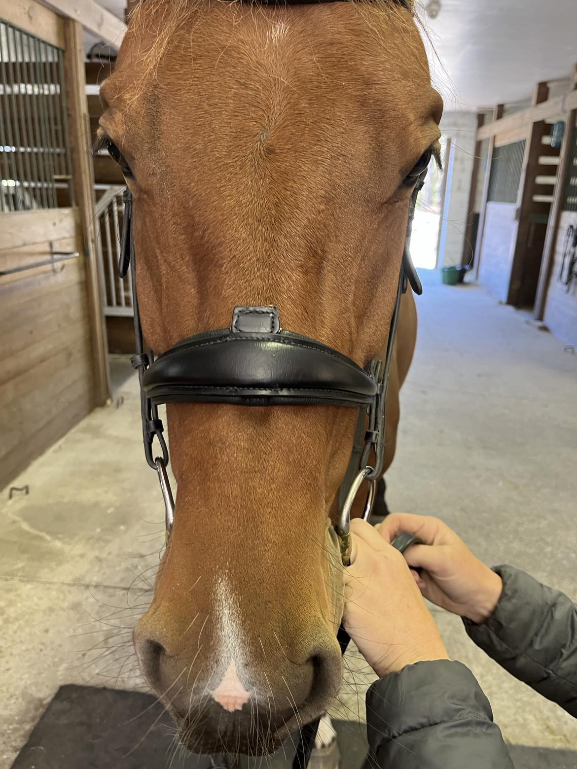 Hidden Flash!  Pro-Fit Comfortable Bridle in Havana Brown