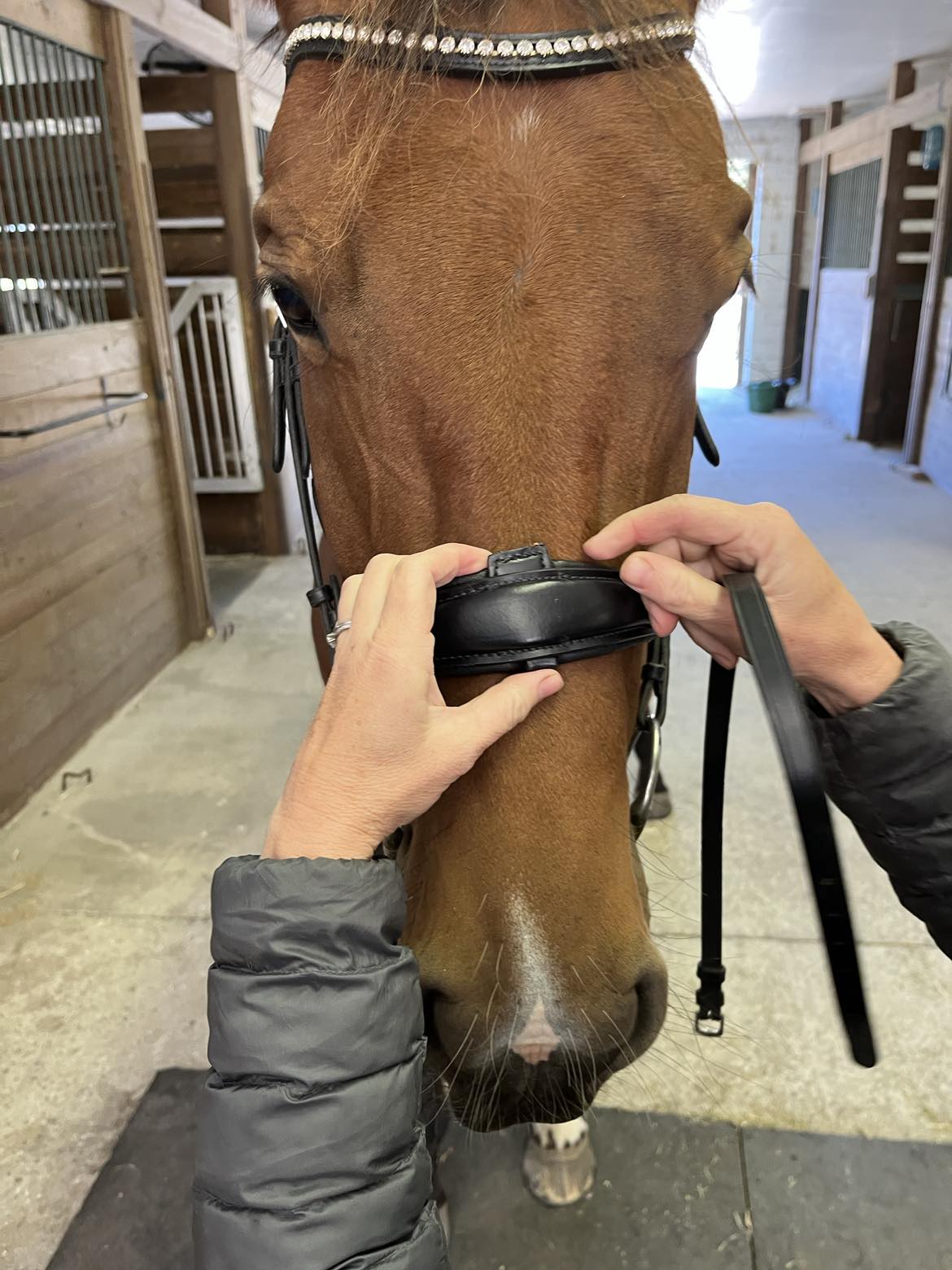 Hidden Flash!  Pro-Fit Comfortable Bridle in Havana Brown