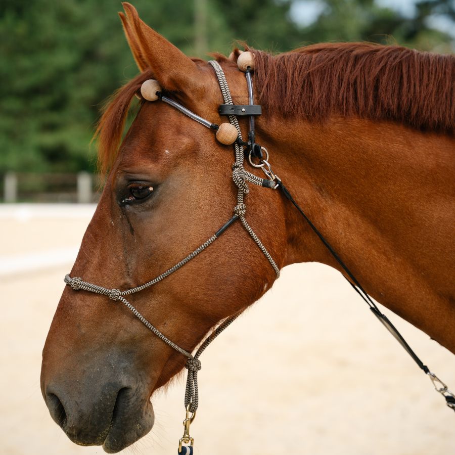 Therapeutic Equine Stretching System