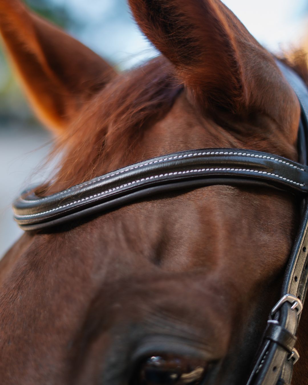 Double Noseband Bridle with White Stiching