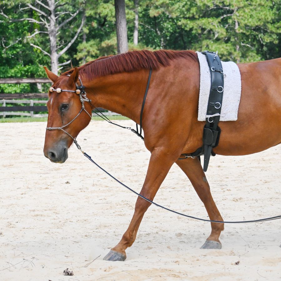 Therapeutic Equine Stretching System