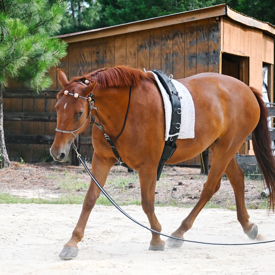 Therapeutic Equine Stretching System