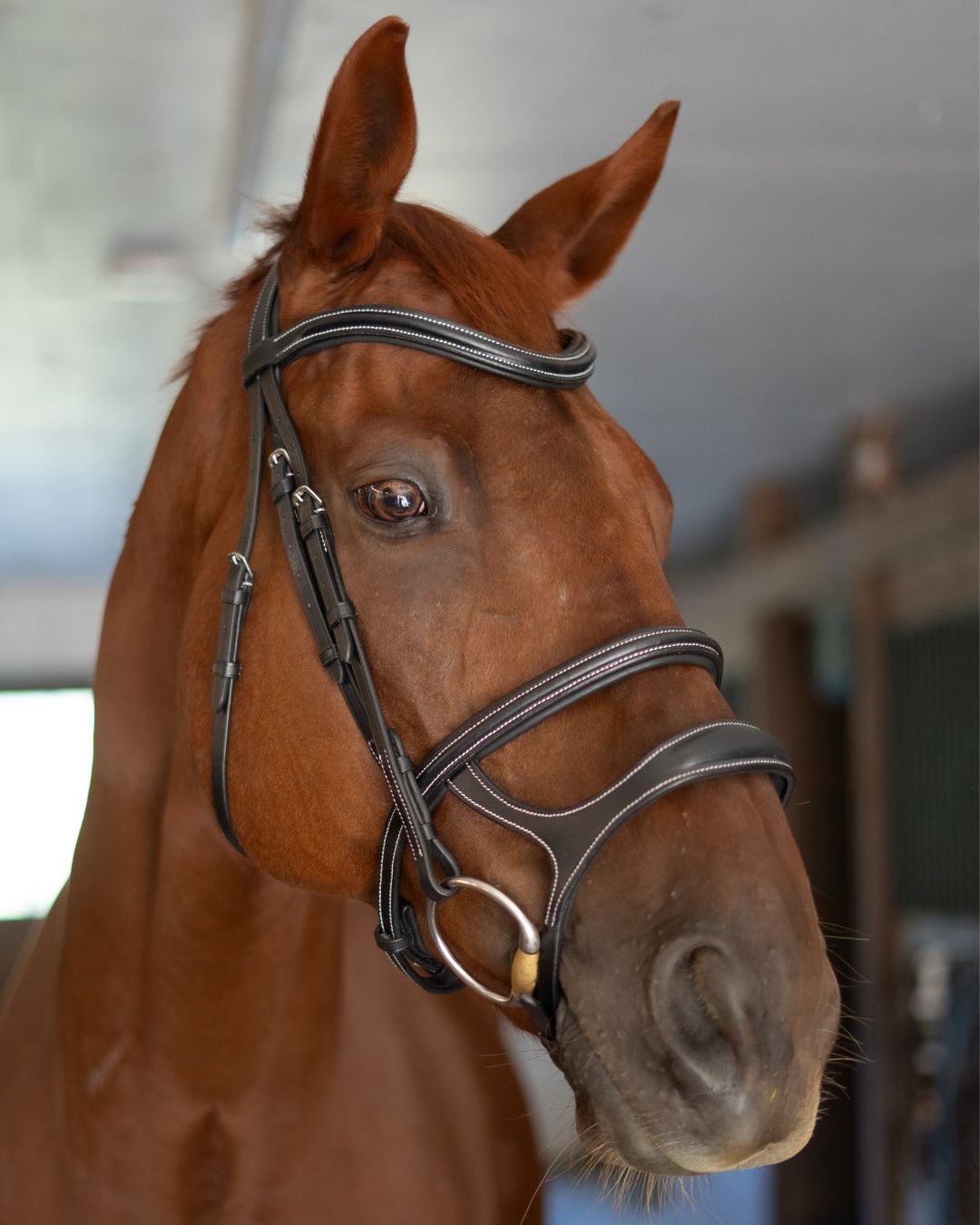 Double Noseband Bridle with White Stiching