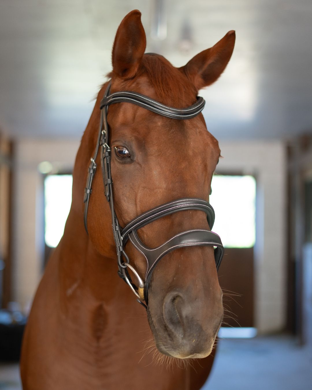 Double Noseband Bridle with White Stiching