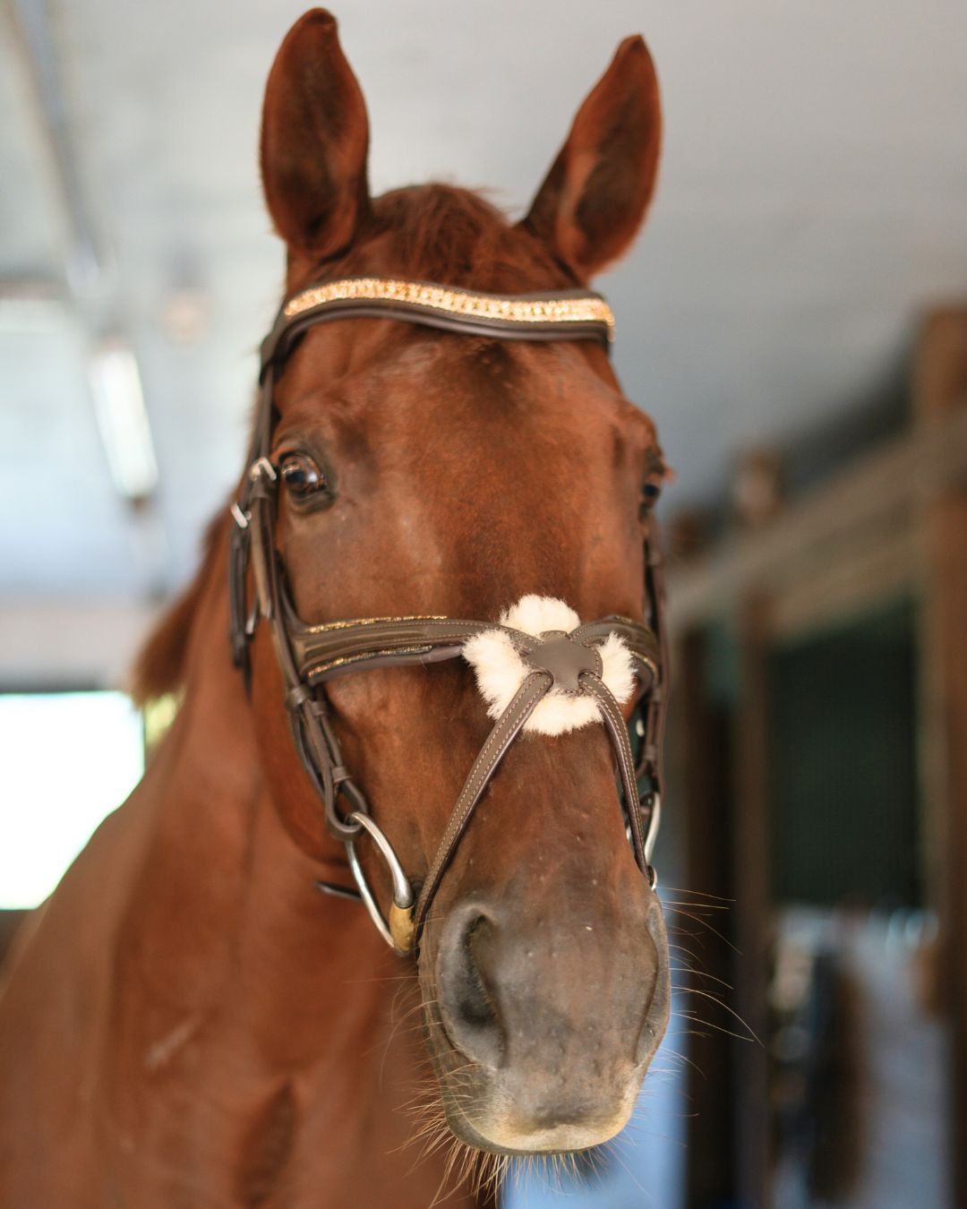Gold Accented Figure 8 Bridle with Gold Browband