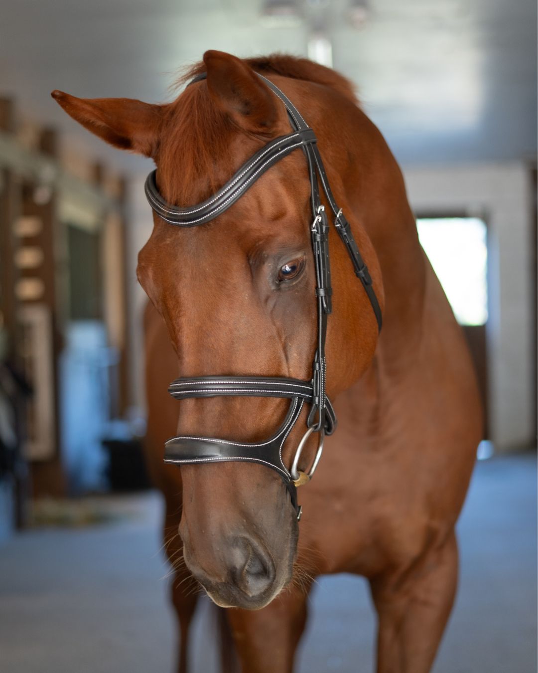 Double Noseband Bridle with White Stiching