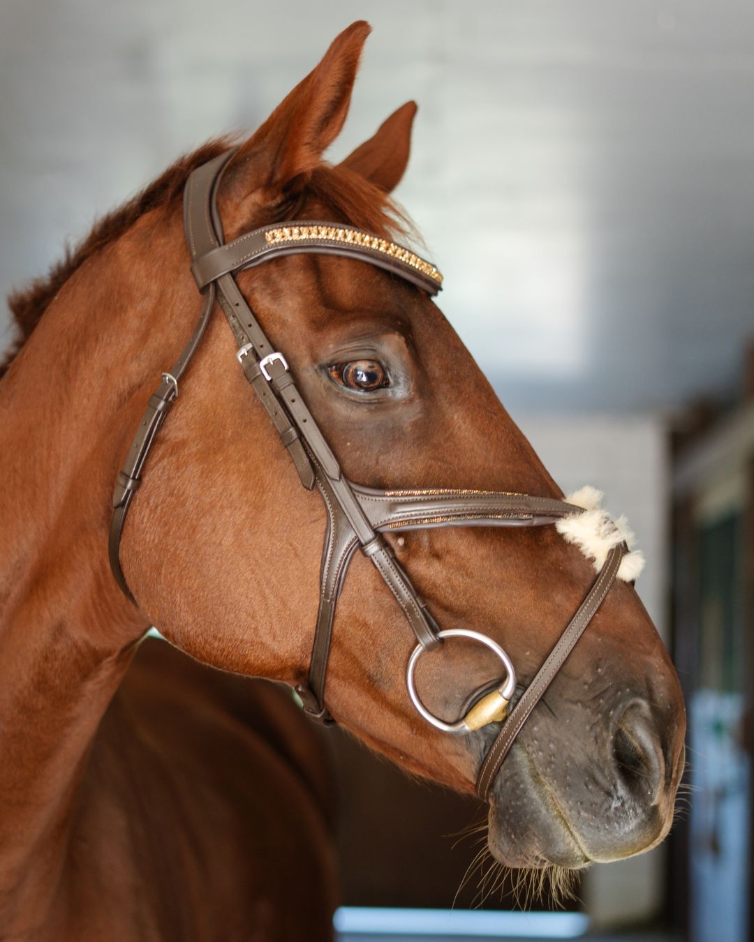 Gold Accented Figure 8 Bridle with Gold Browband