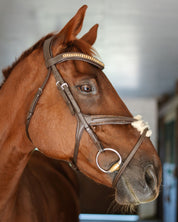 Gold Accented Figure 8 Bridle with Gold Browband
