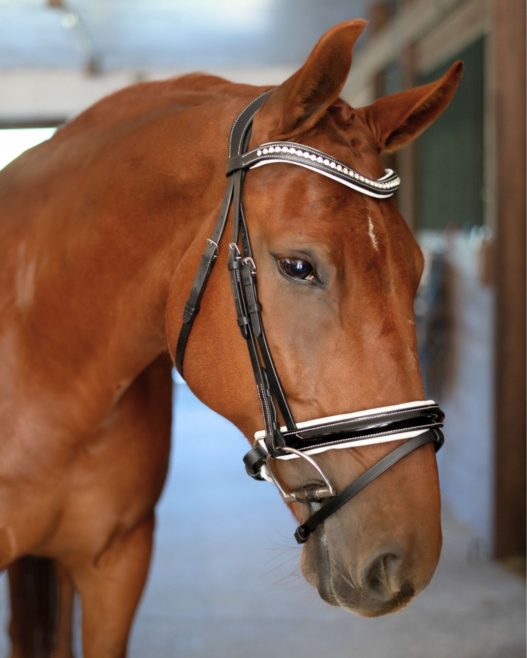 Patent Bridle with White Padding