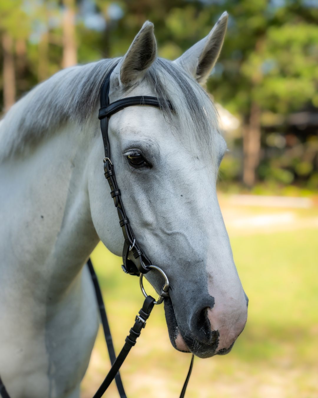 Evolve Comfort Bridle System