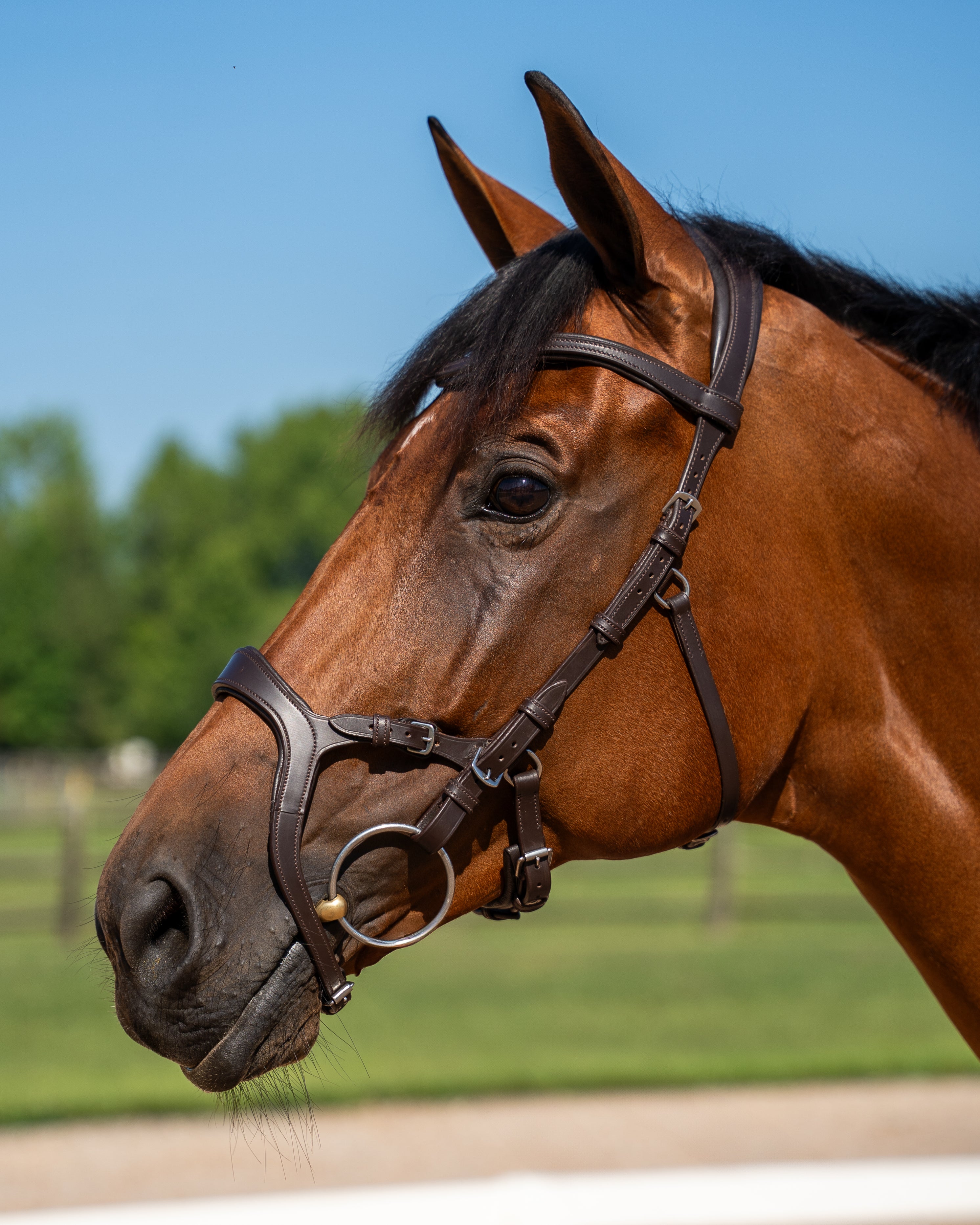 Fusion Noseband