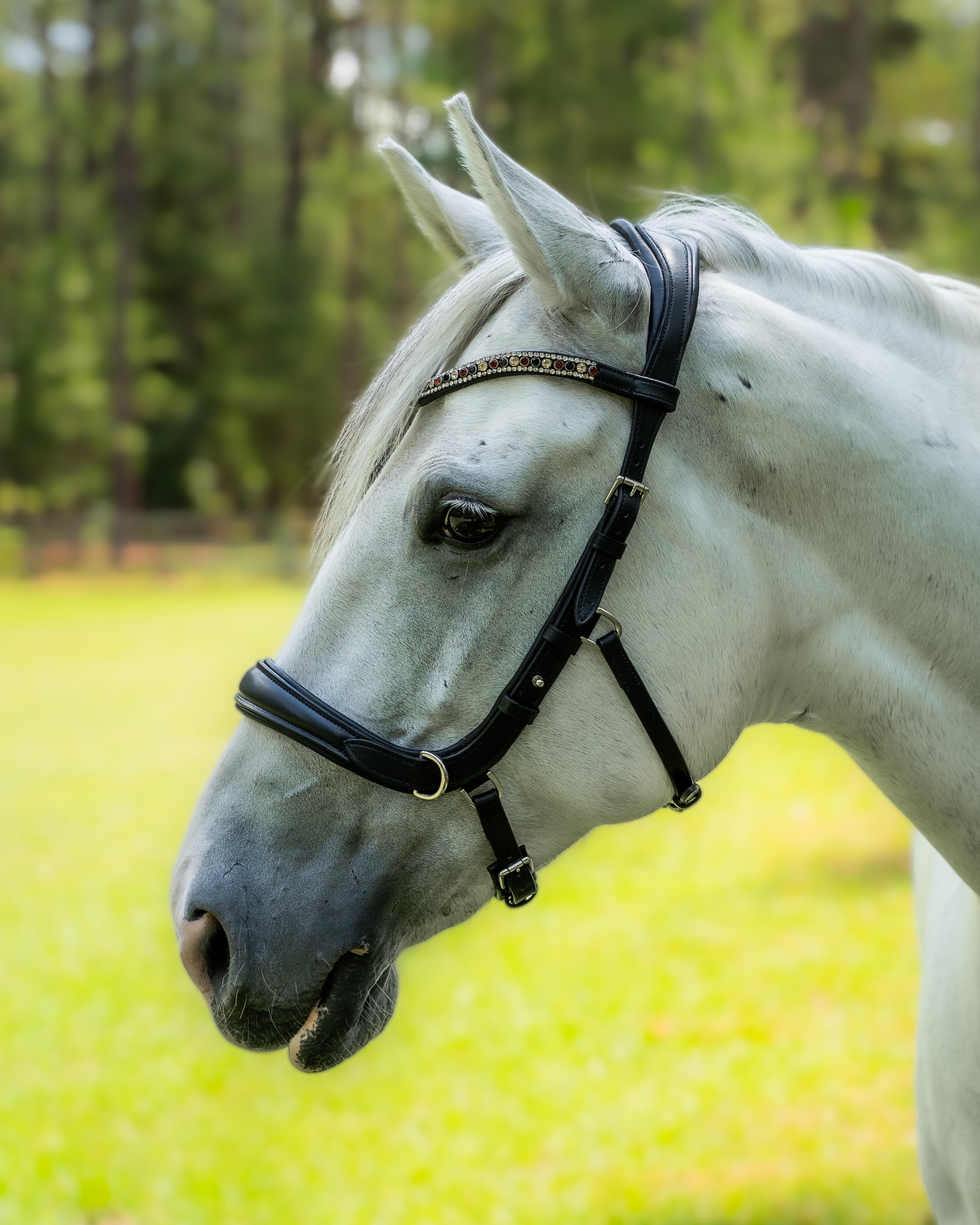 Fusion Noseband