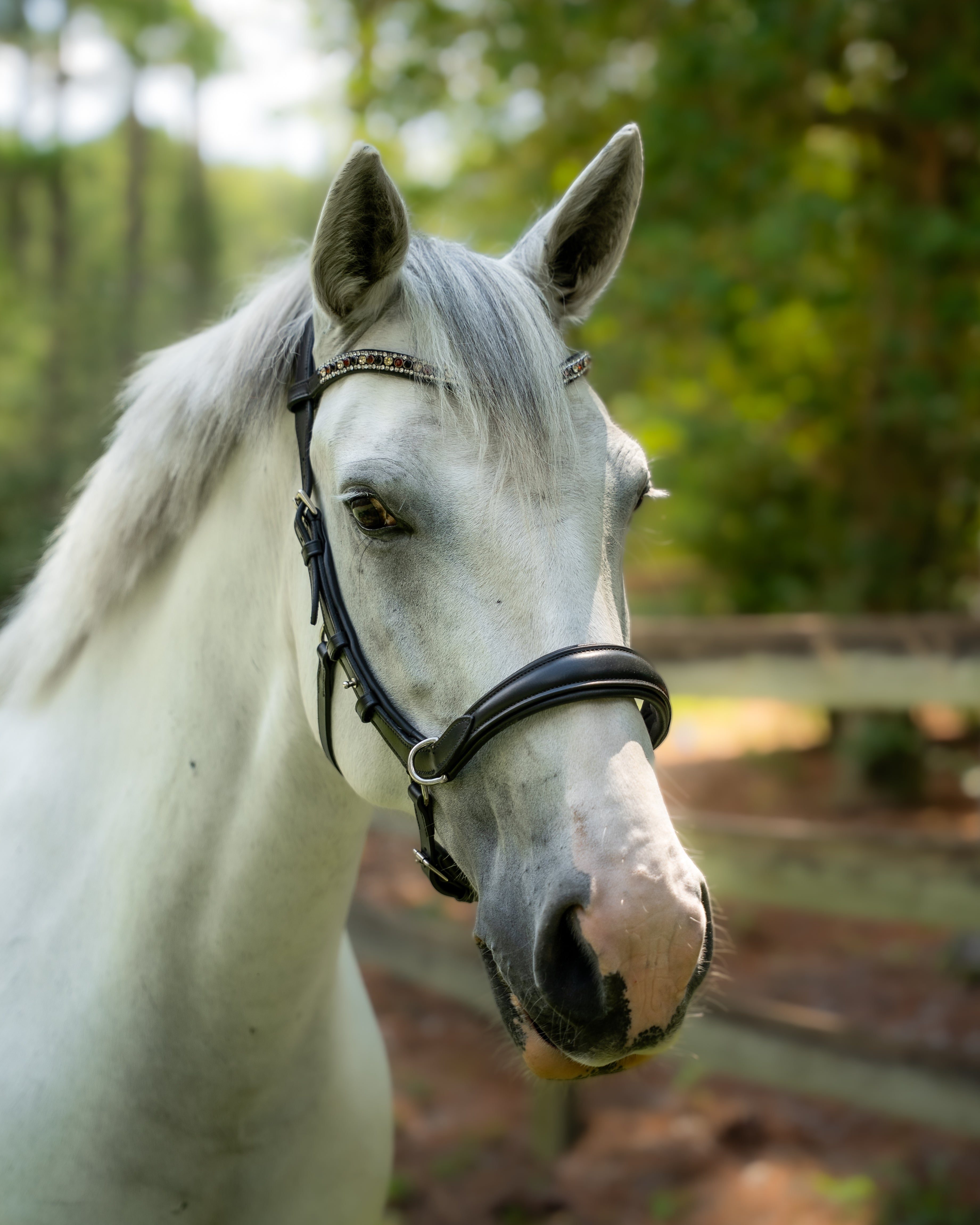 Fusion Noseband
