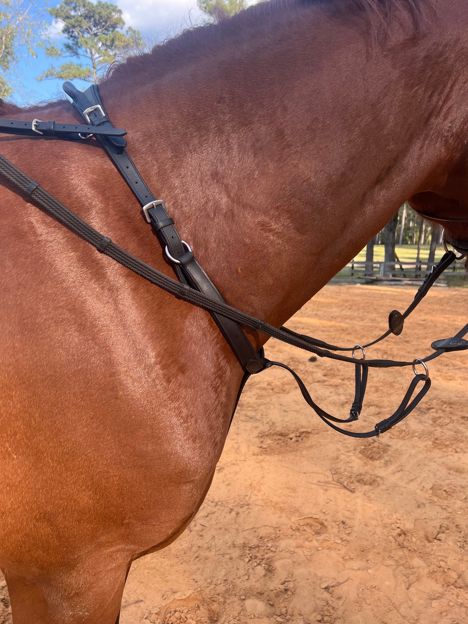 New! Running Martingale Add-on for Double Neck Strap