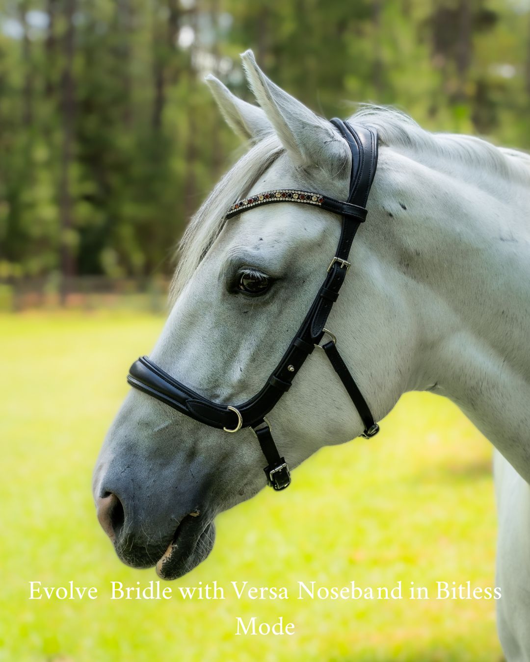 Evolve Comfort Bridle System