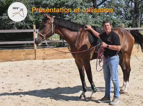 Therapeutic Equine Stretching System